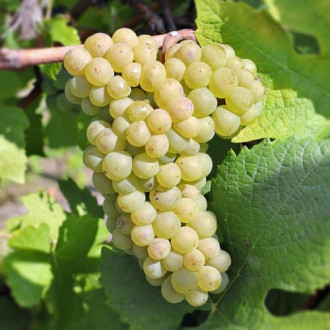 Winorośl Pinot Blanc, Р9 interface.image 5