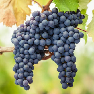 Winorośl Pinot Noir, Р9 interface.image 16