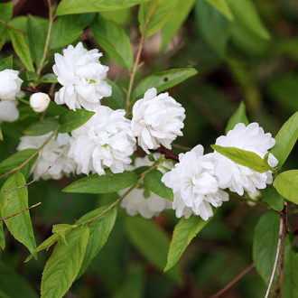 Pięciornik krzewiasty Alba interface.image 10
