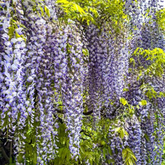 Wisteria floribunda Domino, С2 imagine 12