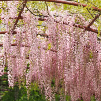 Wisteria floribunda Kuchi-beni, С2 imagine 14