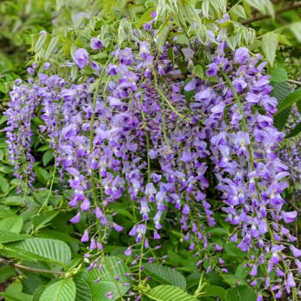 Wisteria floribunda Multijuga, С2 imagine 13