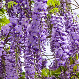 Wisteria floribunda Royal Purple, С2 imagine 4