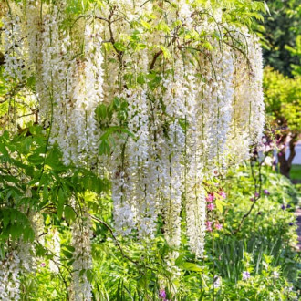 Wisteria floribunda Shiro-noda, С2 imagine 14