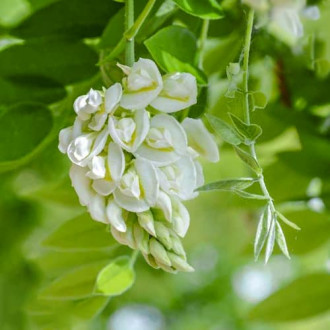 Wisteria frutescens Nivea, С2 изображение 11
