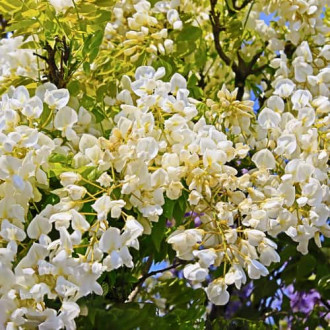 Wisteria macrostachya Clara Mack, С2 изображение 13