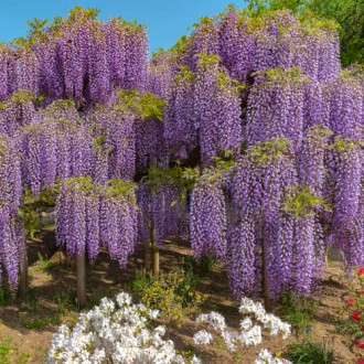 Glicină (Wisteria sinensis) Blue , P9 imagine 1