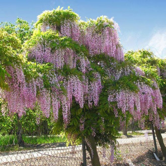 Wisteria sinensis Pink imagine 6