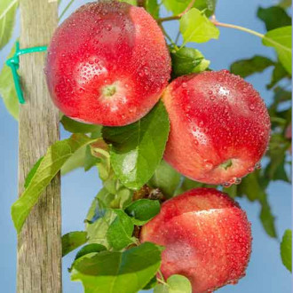 Ябълка (columnar) Carneval изображение 4