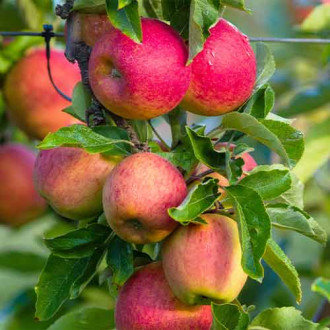 Ябълка (columnar) Fuji изображение 9