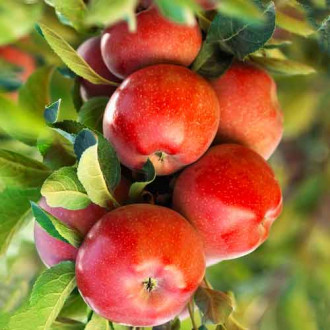 Ябълка (columnar) Gala Lord изображение 10