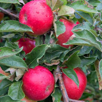 Ябълка (columnar) Mars изображение 5