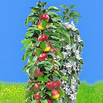 Ябълка колона Ранна, С2