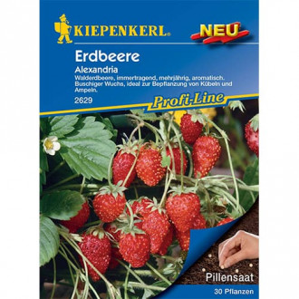 Ягода Alexandria Kiepenkerl изображение 14