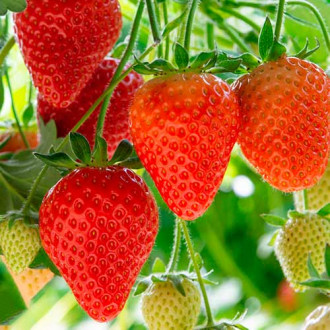 Ягода Elegance изображение 17