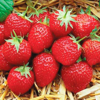 Ягода Elsanta изображение 14