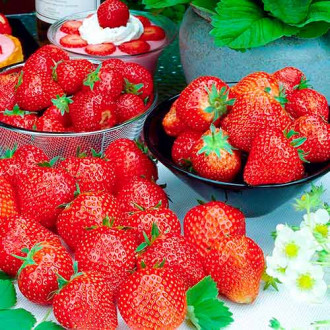 Ягода Francesca изображение 12