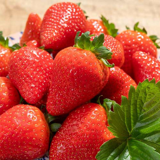 Ягода Lola изображение 13