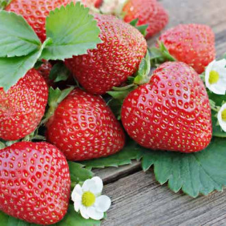 Ягода Renaissance изображение 11