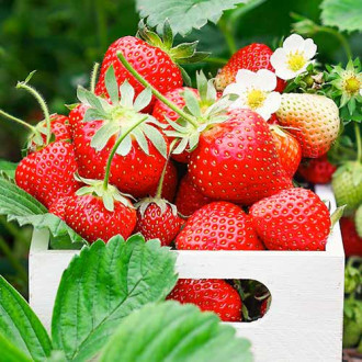 Ягода Romina изображение 9