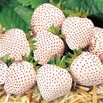 Ягода Snow White изображение 1