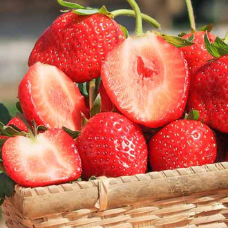 Ягода Vima Zanta изображение 6