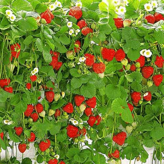 Ягода висяща изображение 7