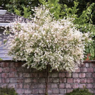 Японска върба Pendula, С5 изображение 10