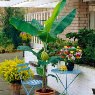 Японски банан изображение 5