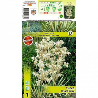 Yucca Bright Edge imagine 3
