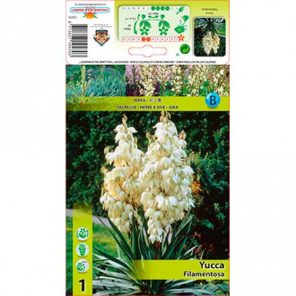 Yucca Filamentosa imagine 1