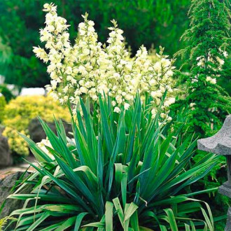 Юка Filamentosa изображение 3