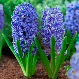 Zambile Blue Jacket imagine 10