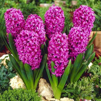 Zambile Broadway imagine 11