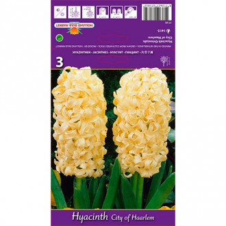 Zambile City of Haarlem imagine 8