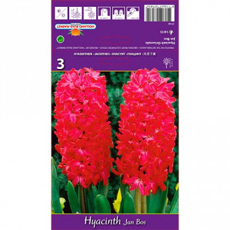 Zambile Jan Bos imagine 5