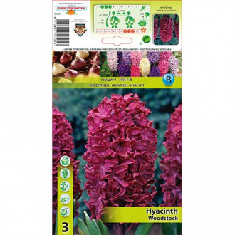 Zambile Woodstock imagine 3