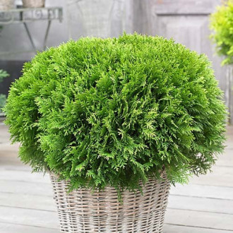 Туя западна Danica, Р9