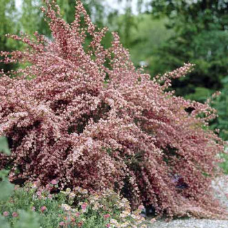 Żarnowiec Moyclare Pink, С2 interface.image 7