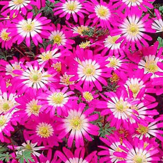 Zawilec (Anemone) Blanda Violet Star interface.image 18