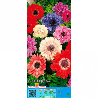 Zawilec (Anemone) Double St. Brigid, mix kolorów interface.image 4