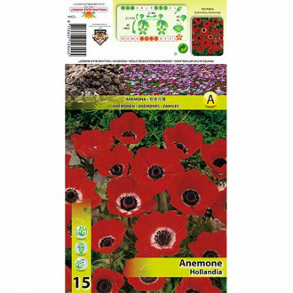 Zawilec (Anemone) Hollandia interface.image 15