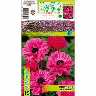 Zawilec (Anemone) Double The Admiral interface.image 5