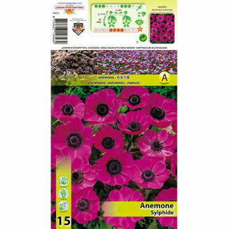 Zawilec (Anemone) Sylphide interface.image 17