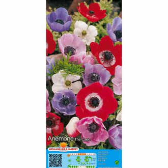 Zawilec (Anemone) De Caen, mix kolorów interface.image 3
