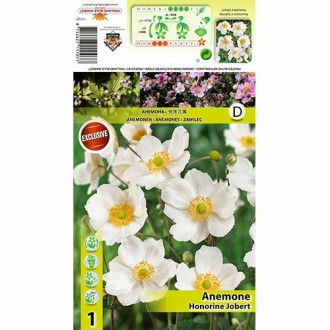 Zawilec japoński (Anemone japonica) Honorine Jobert interface.image 3