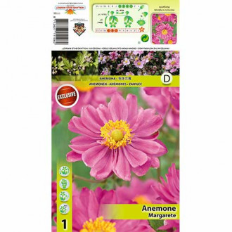 Zawilec japoński (Anemone japonica) Margarete interface.image 1
