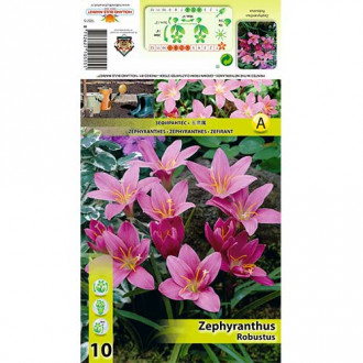 Zefirant (Zephyranthes) Robustus interface.image 1