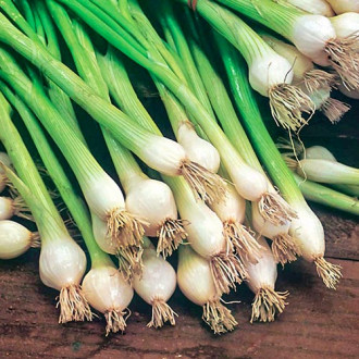 Зелен лук Blanca de Lisboa изображение 7
