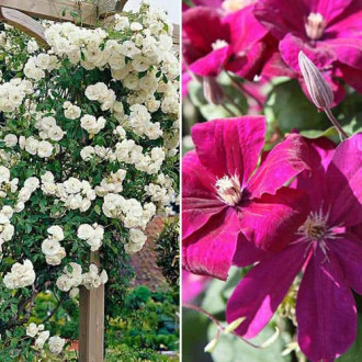 Super oferta! Zestaw biało-różowy Duet, róża i clematis interface.image 13